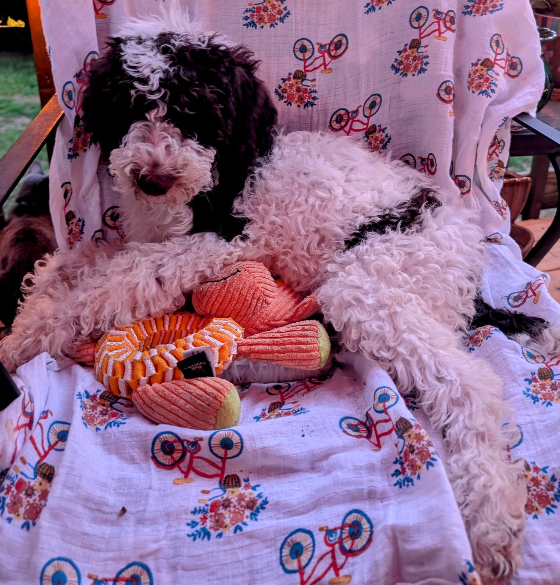 Nola is ready to join your family!