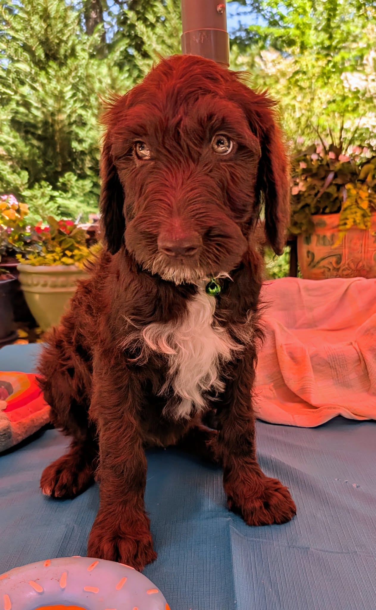 Bourbon-I’m Adopted