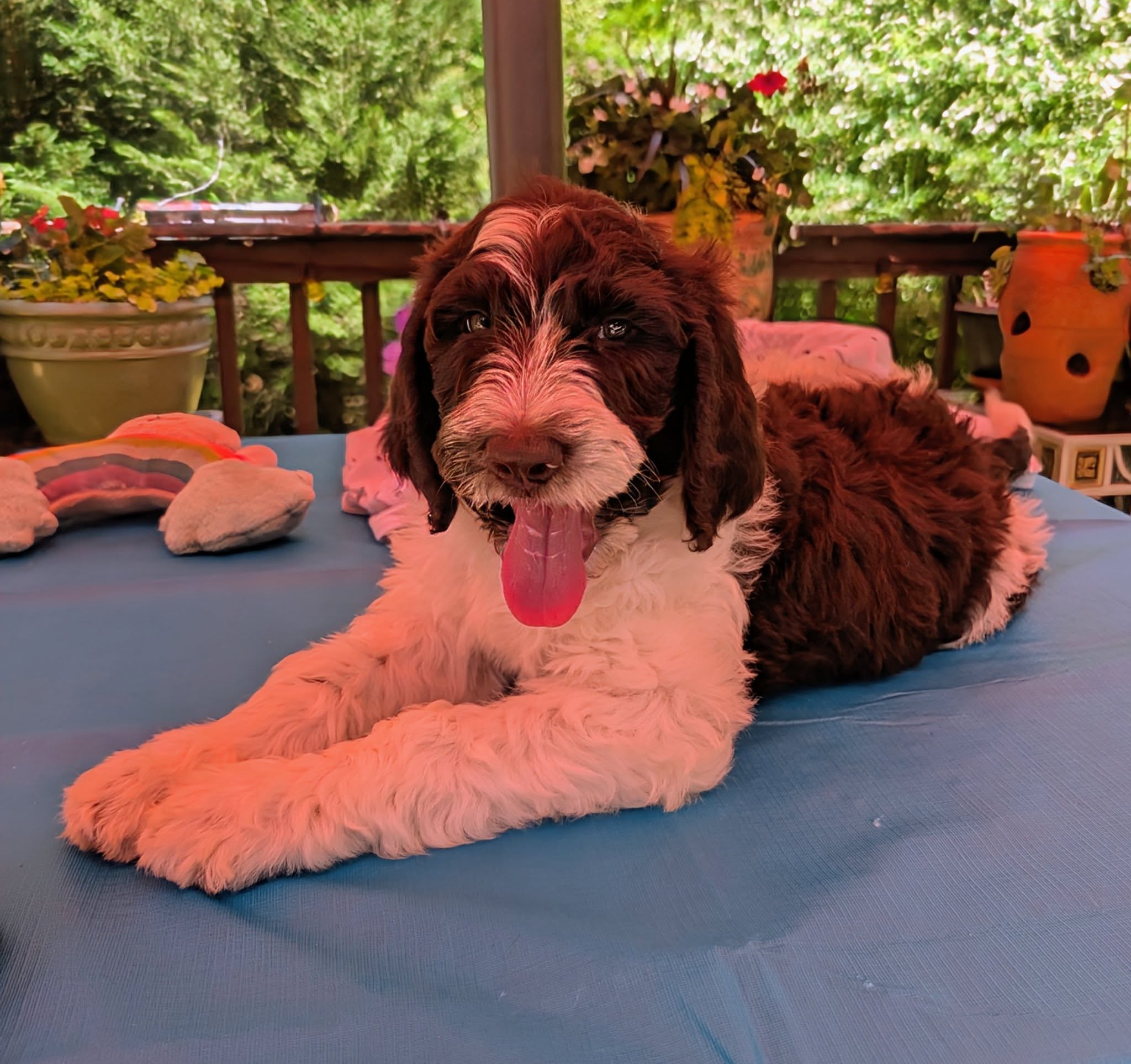 Gumbo-I’m Adopted