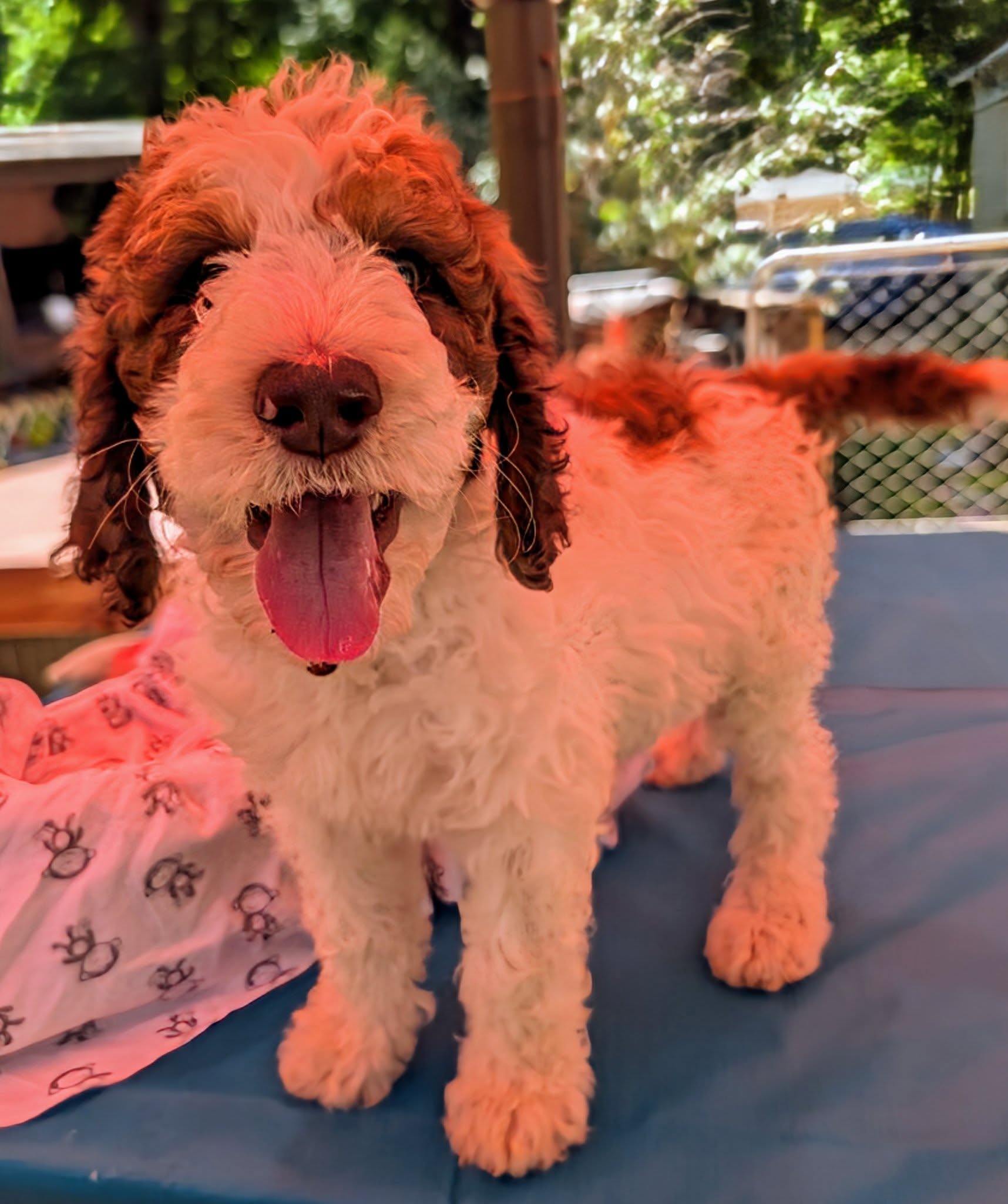 Jazz-I’m Adopted