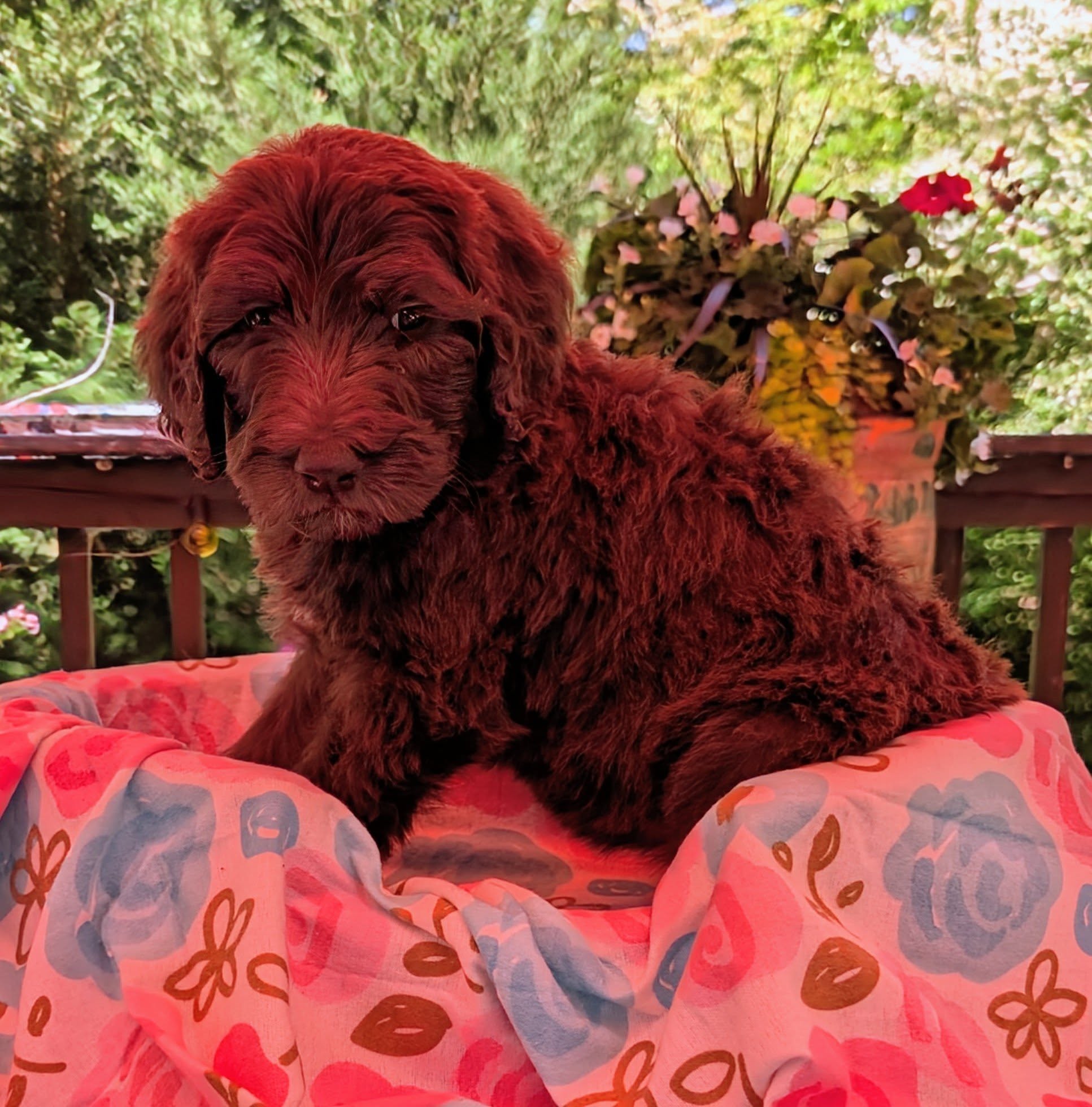 Roux-I’m Adopted